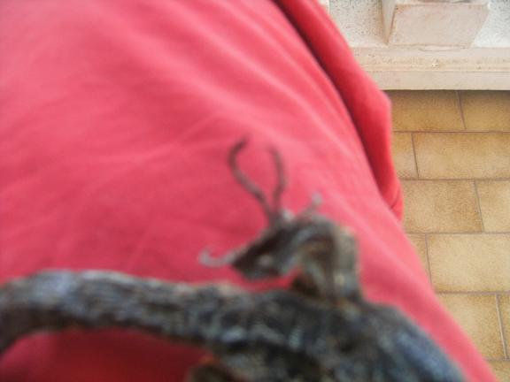 Identificazione di lacertide morto